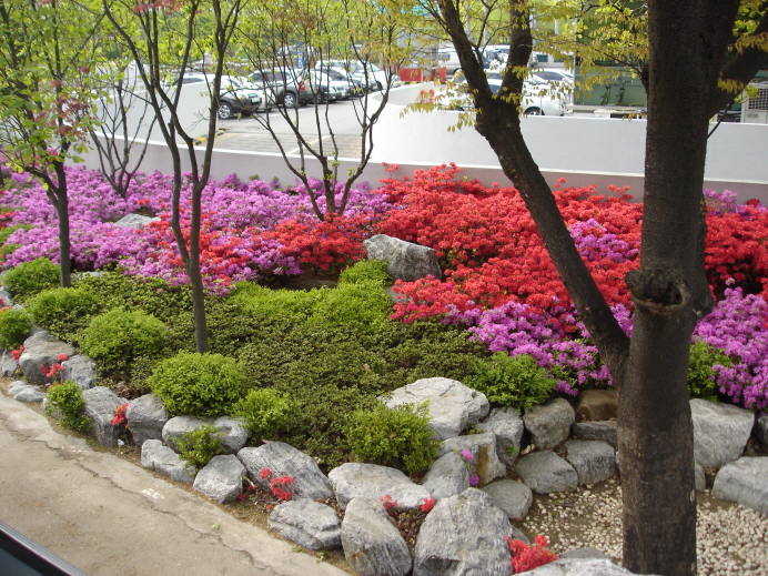2009 꽃놀이.